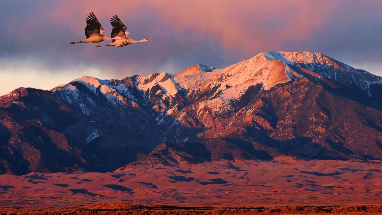 Wild Life at the Great Sand Dunes National Park and Preserve (4).jpg