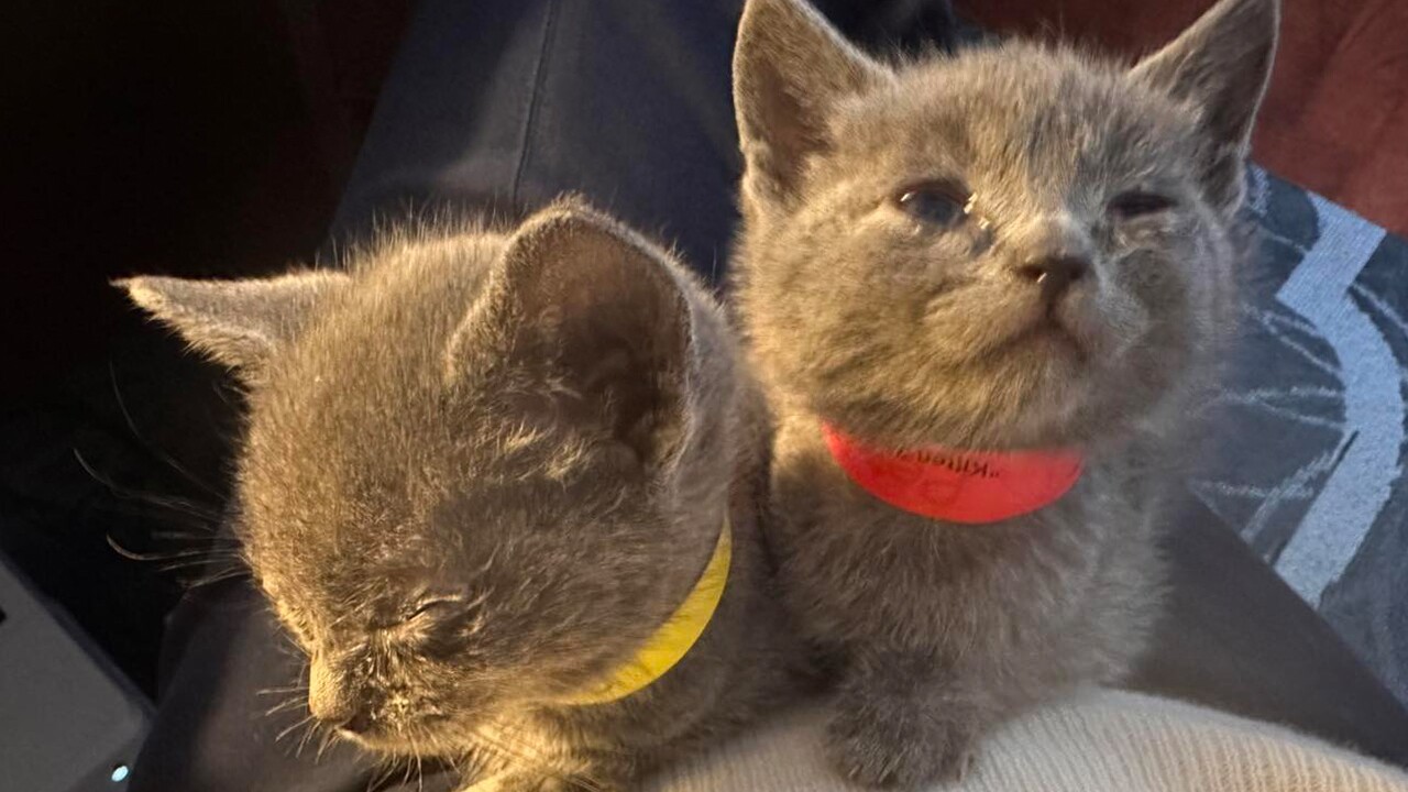 FISH STICK AND CEREAL3.jpg