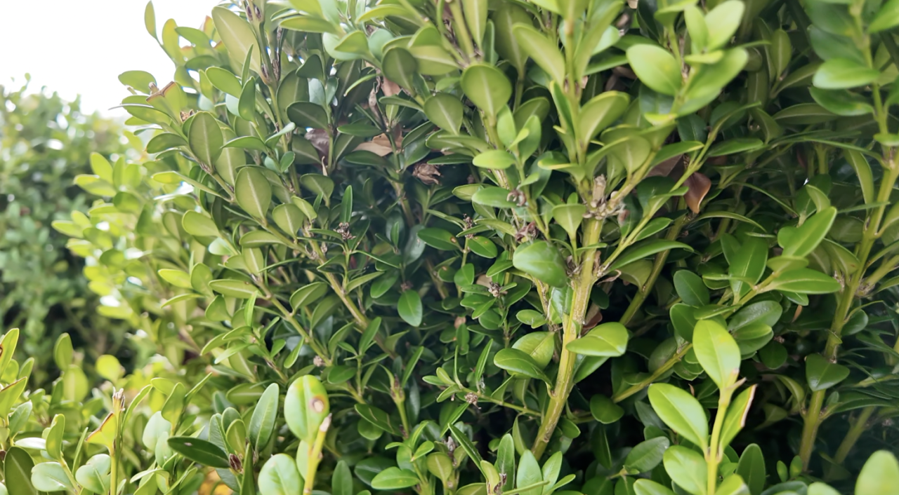 Screenshot 2025-08-19 at 3.57.00 PM.png