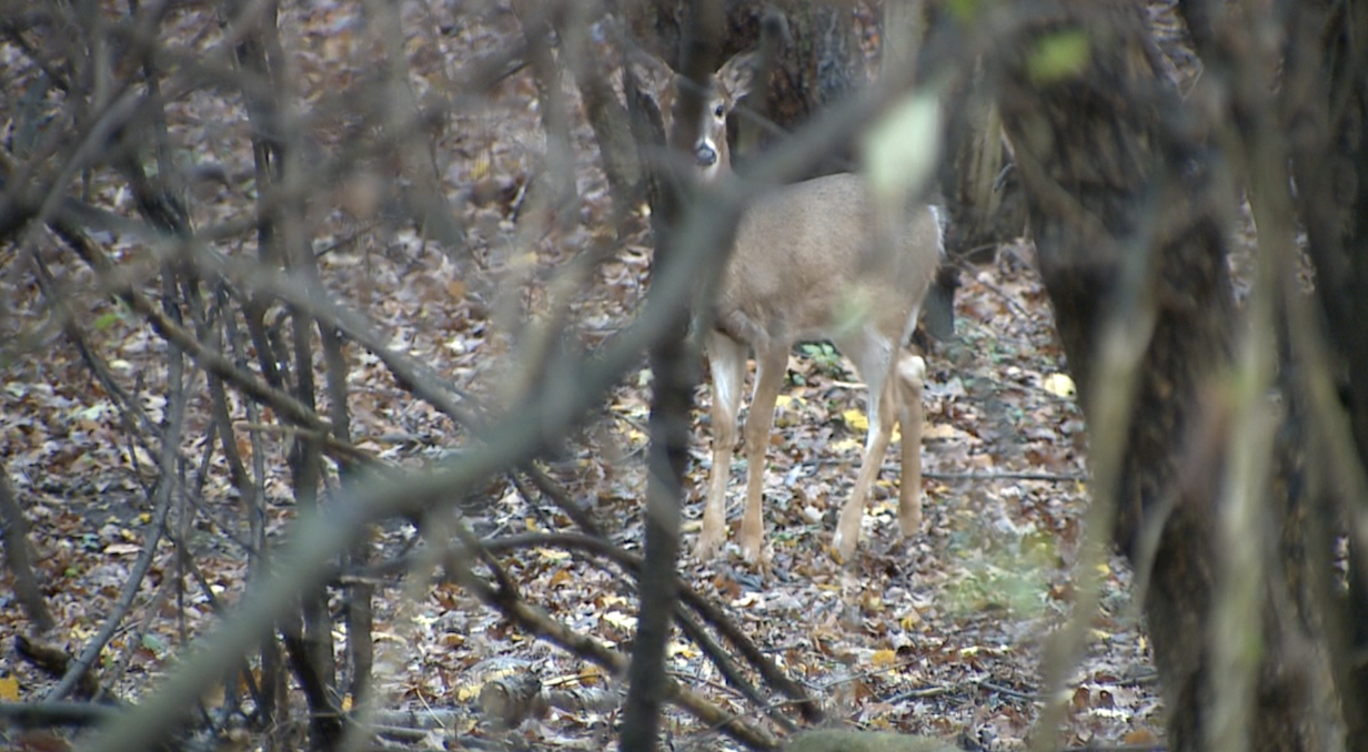 GRAND RAPIDS DEER 7.png