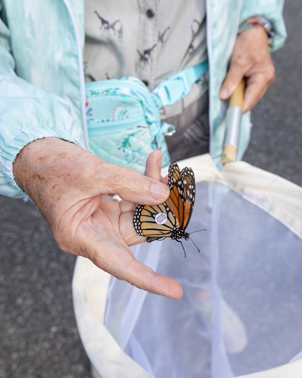 Norfolk Virginia Zoo puts stickers on butterflies to learn about travel patterns