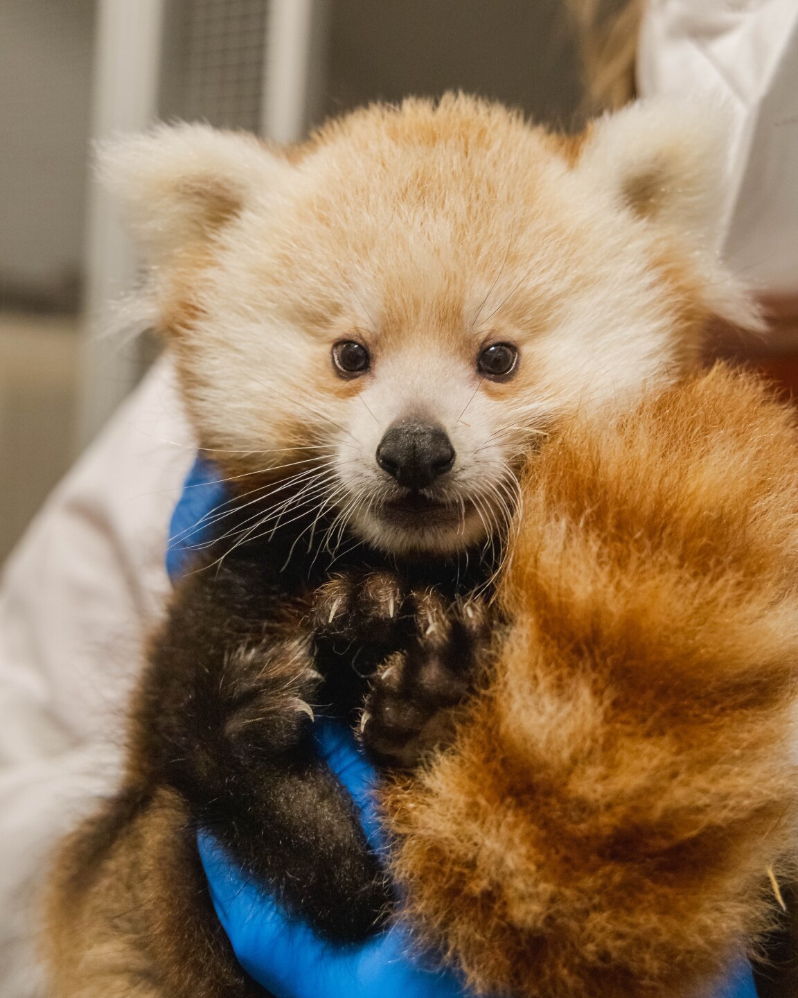 jbz Female red panda cub.jpg