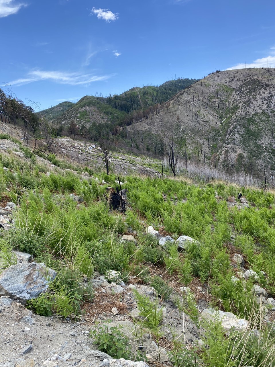 Bighorn Fire burn scar near Mt. Lemmon Fire Department