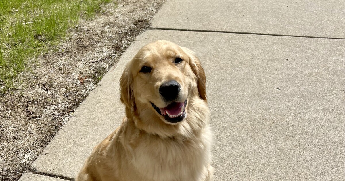 A Franklin police dog is helping warn residents about shoddy paving work before they lose thousands of dollars