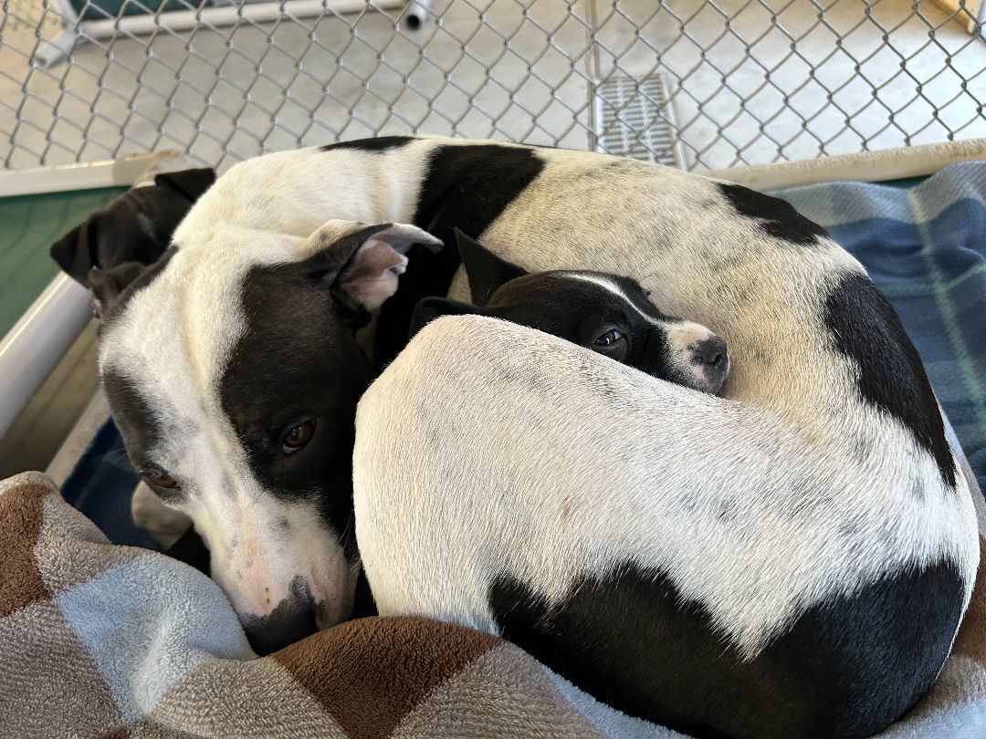 Valentine snuggling with puppy - PAT - Mackenzie's Animal Sanctuary.jpg