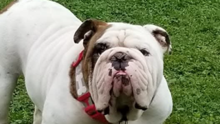 Dog walking forecast