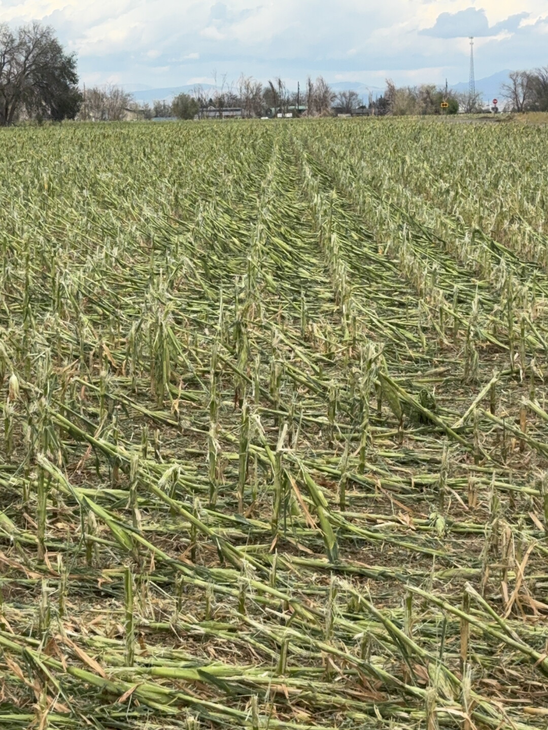 lynndyl crop damage.jpg