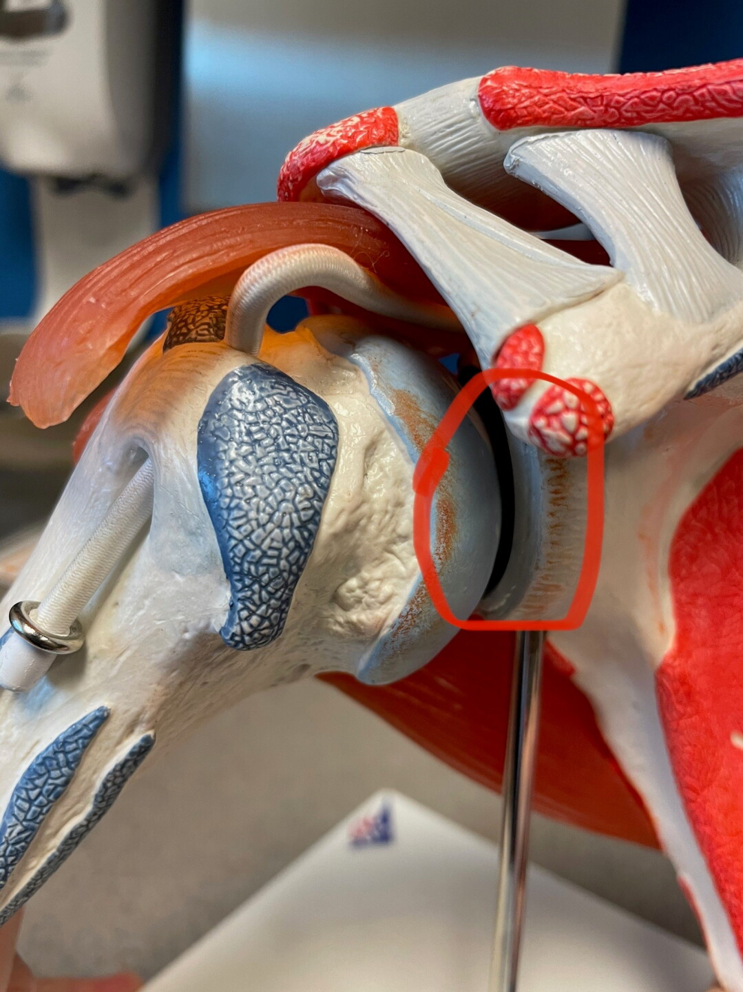 labrum
