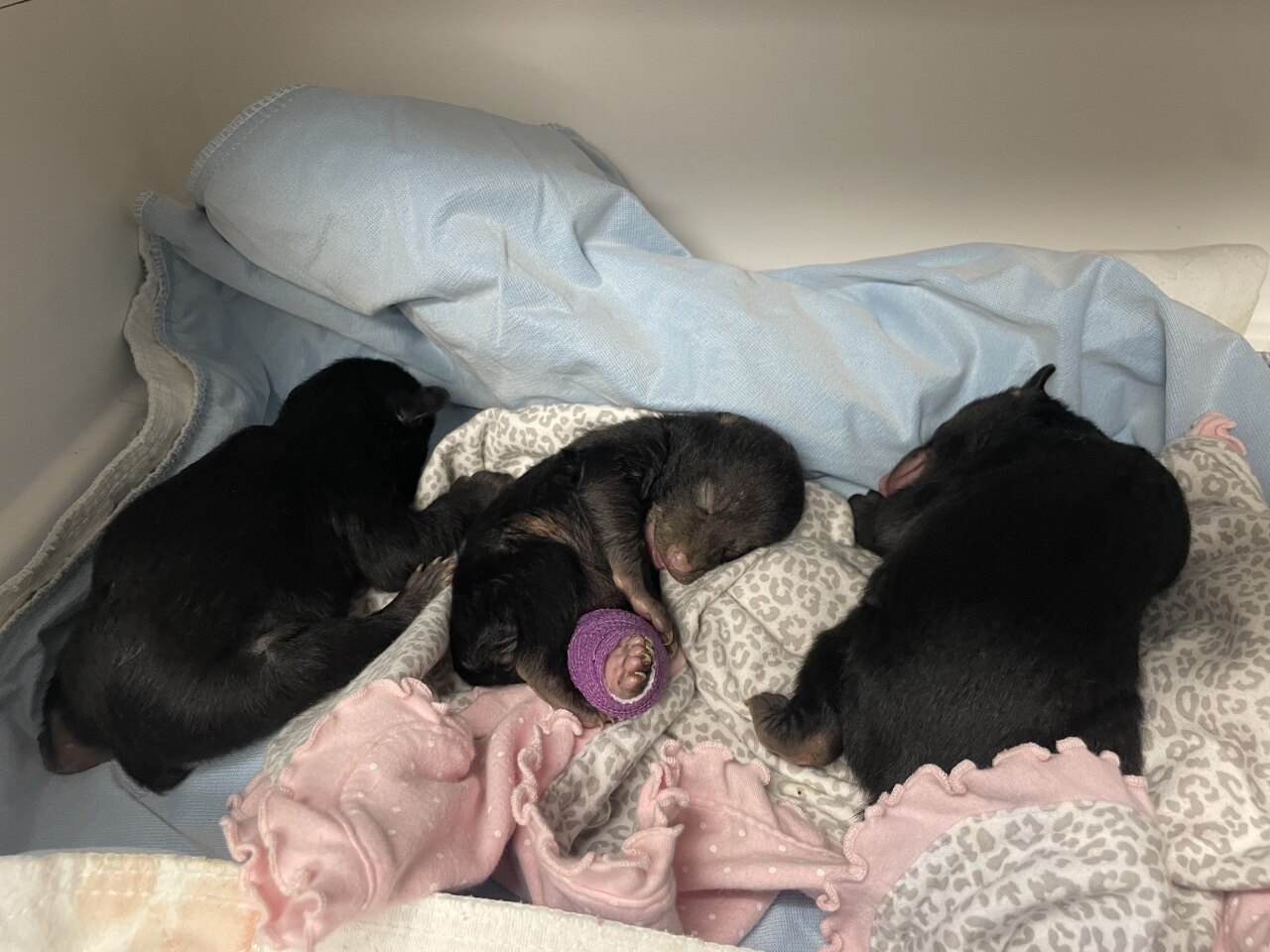 Valentines Day infant cubs_trio laying apart on towel_hind limb bandage visible.jpg