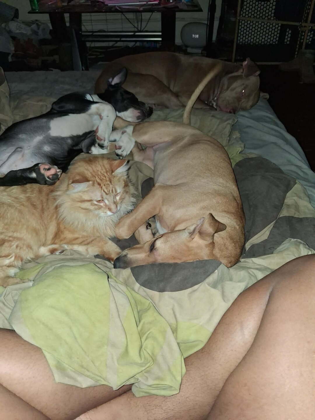 KENDALL'S PETS