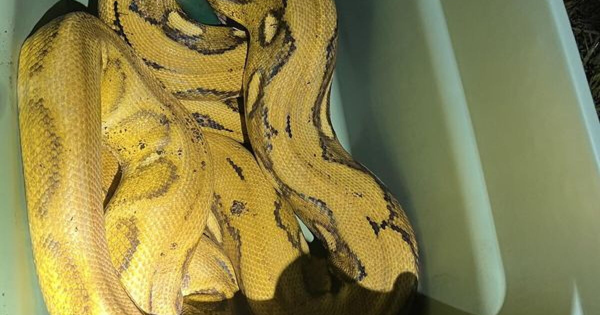 Waterford police are rattled after the discovery of a 10-foot-long python