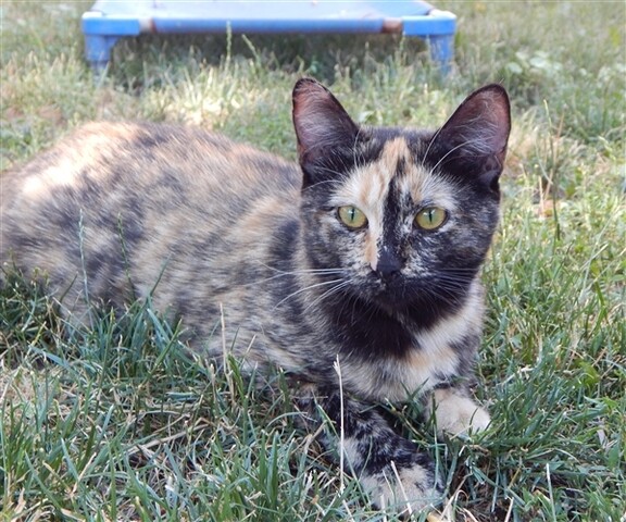 See some of the pets available to adopt for free this weekend See some of the pets available to adopt for free this weekend