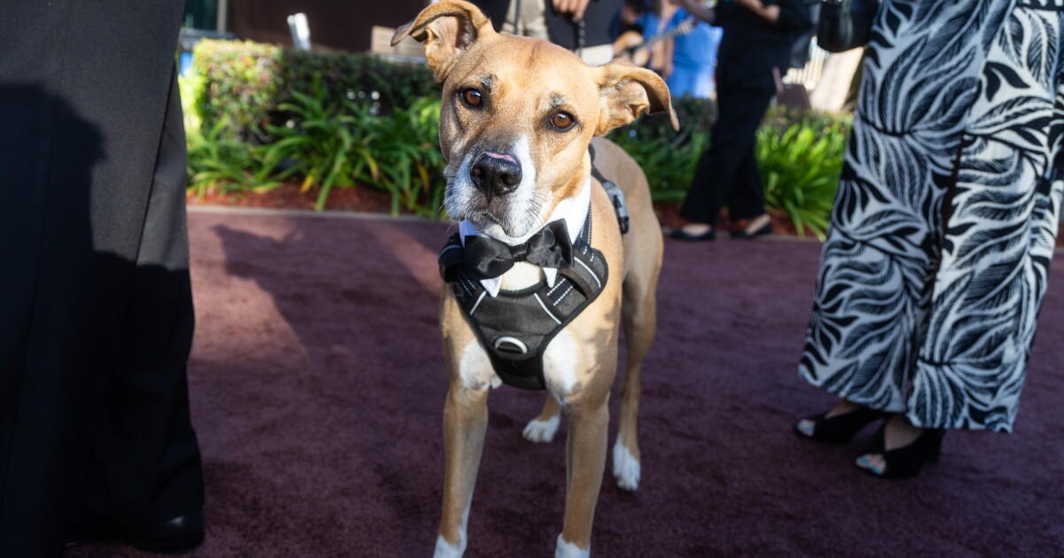 San Diego Humane Society to host 40th Annual Fur Ball next month