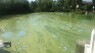Thick, green algae impacting Florida waters