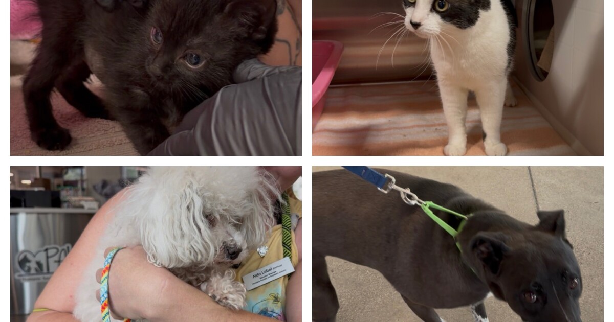 Humane Society to home; Pets on Jersey's Journeys