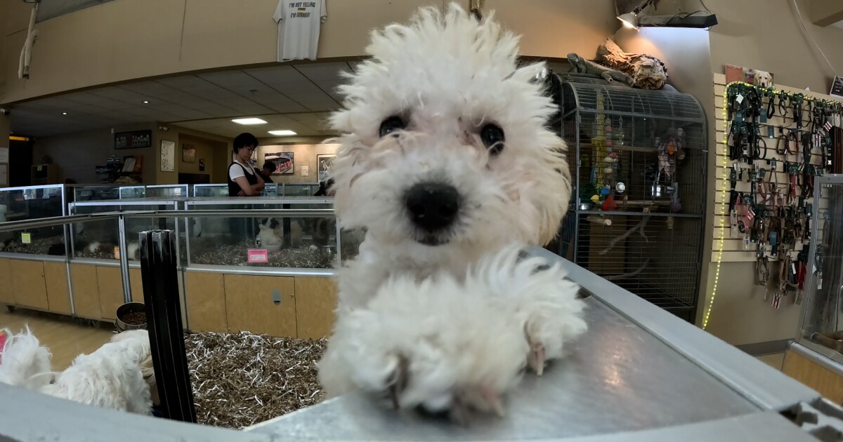 Denver, Westminster considering ordinances that would ban pet sales in stores Denver, Westminster considering ordinances that would ban pet sales in stores