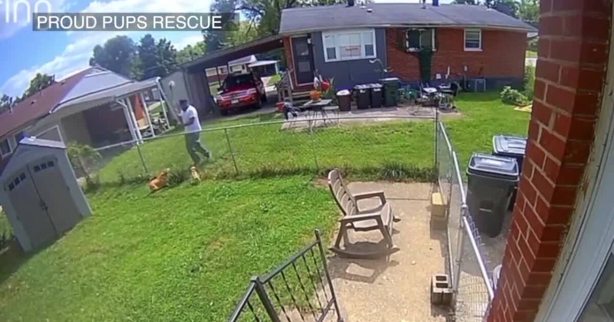 Man arrested, charged after being caught on video attacking dog with shovel
