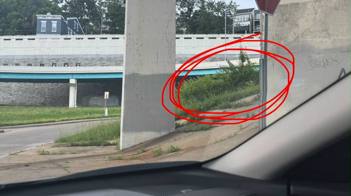 Overgrown grass - Viewer photo