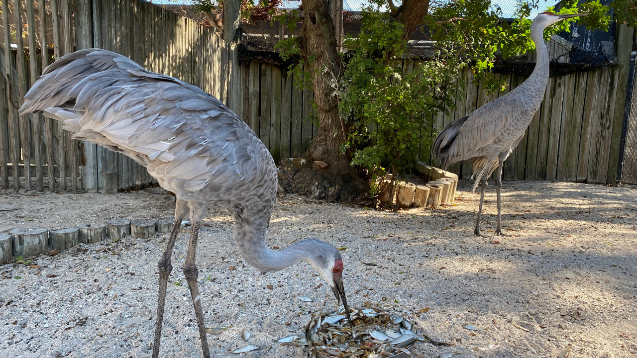 Seaside Seabird Sanctuary3.png