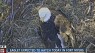 LIVE: Eagle watch 2016 happening now