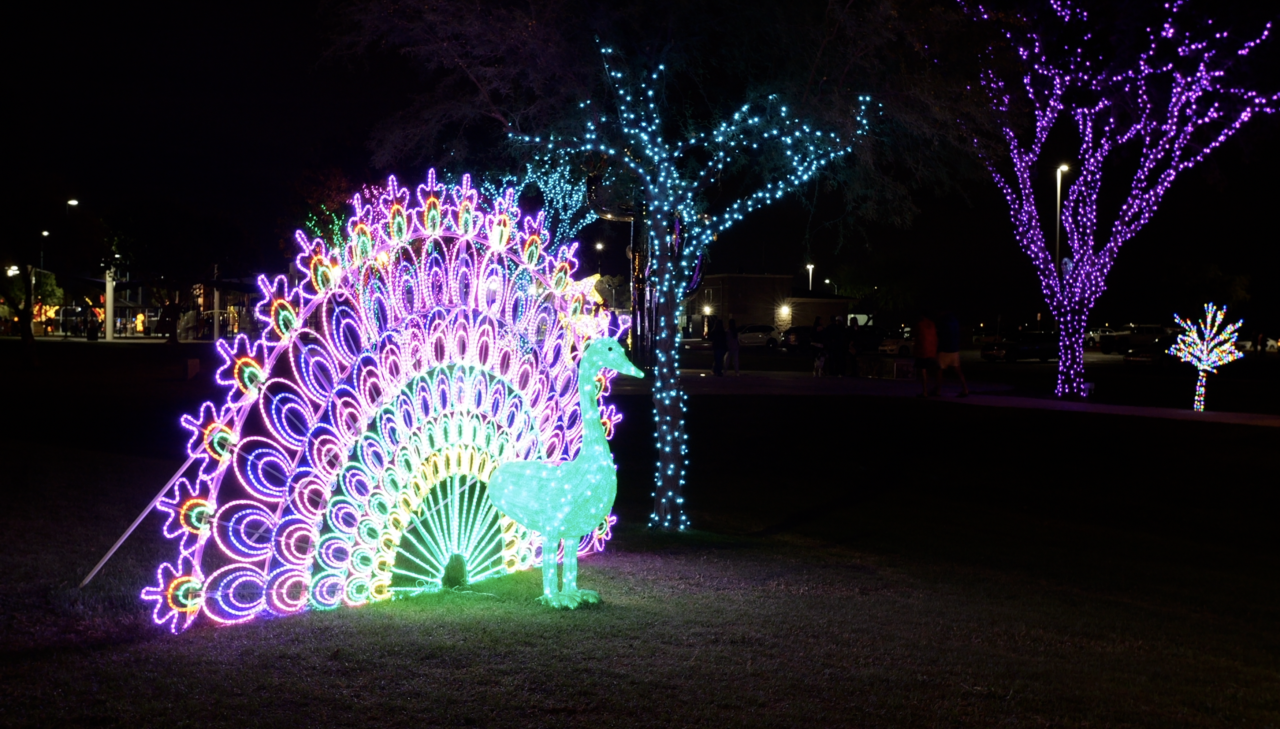 A large bright peacock illuminates this grassy area of the park.