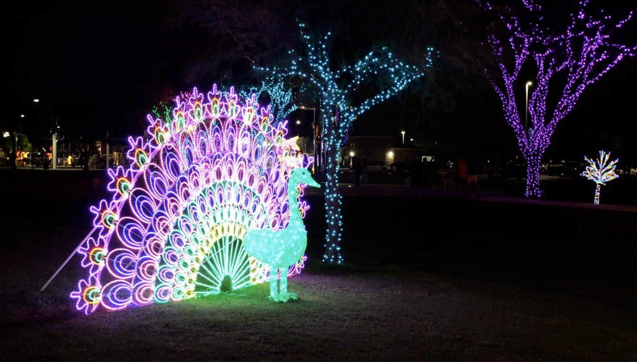 A large bright peacock illuminates this grassy area of the park. 