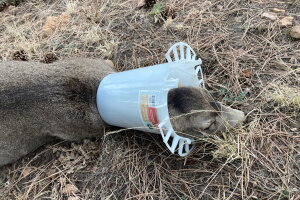 11-3-20 cpw deer 2.jpeg