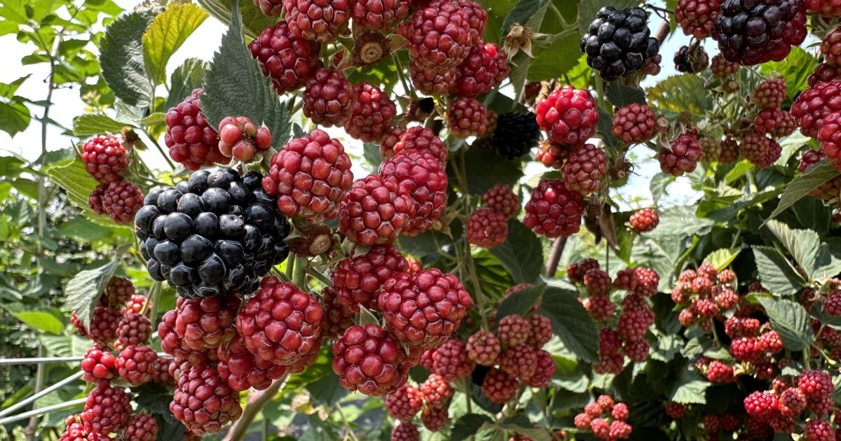 Heat benefitting blackberries and sunflowers at Eckert's Orchard - Vimarsana News