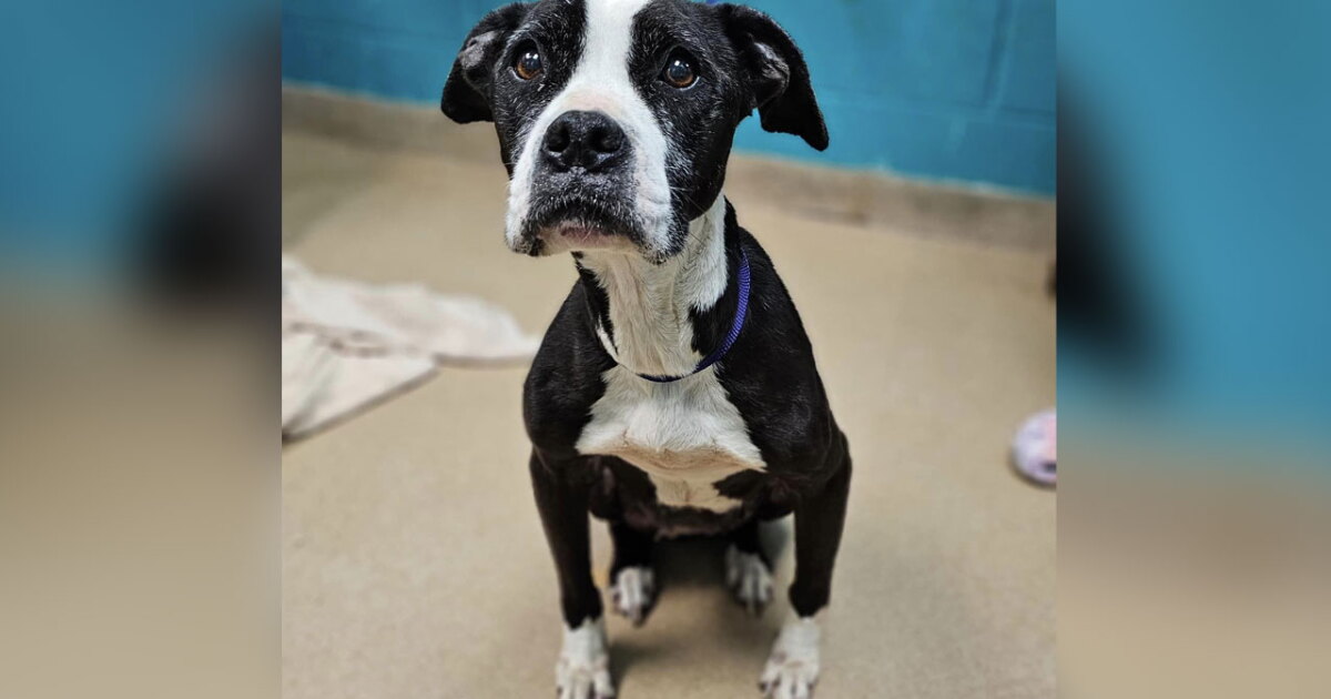 14 dogs found living in 'filthy' and 'deplorable' conditions - Vimarsana News