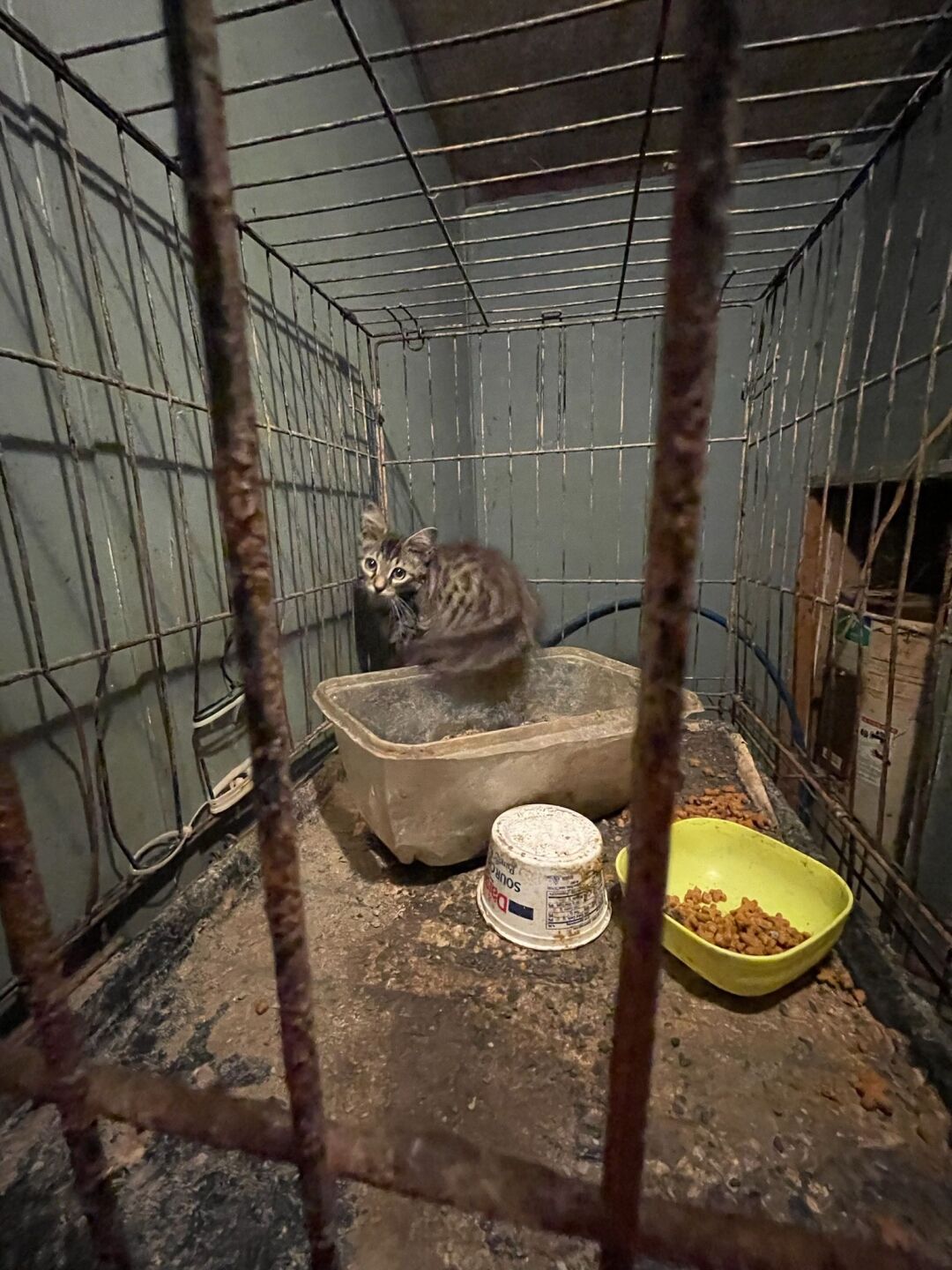 Cat being kept in neglectful conditions