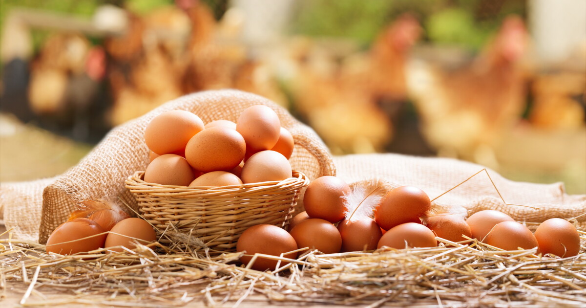 Another Broken Egg Cafe hatches a new restaurant in Virginia Beach - Vimarsana News