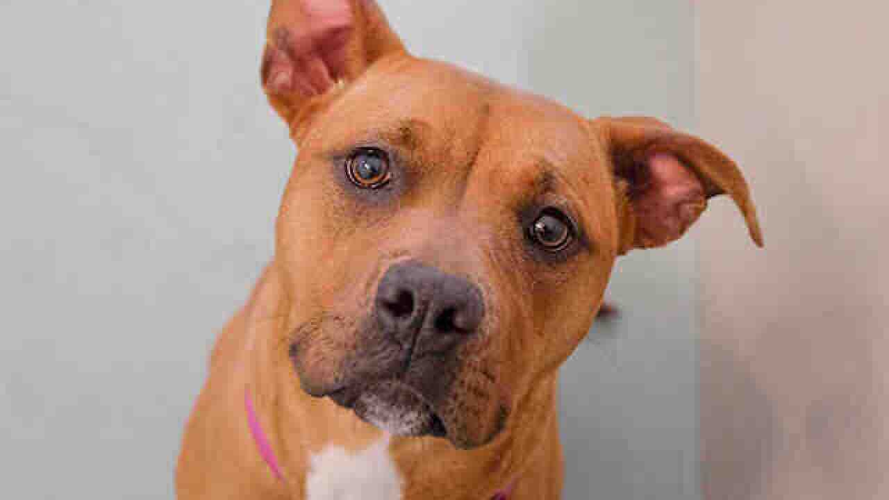 Voters in Denver overwhelmingly pass ballot measure to repeal pit bull ban