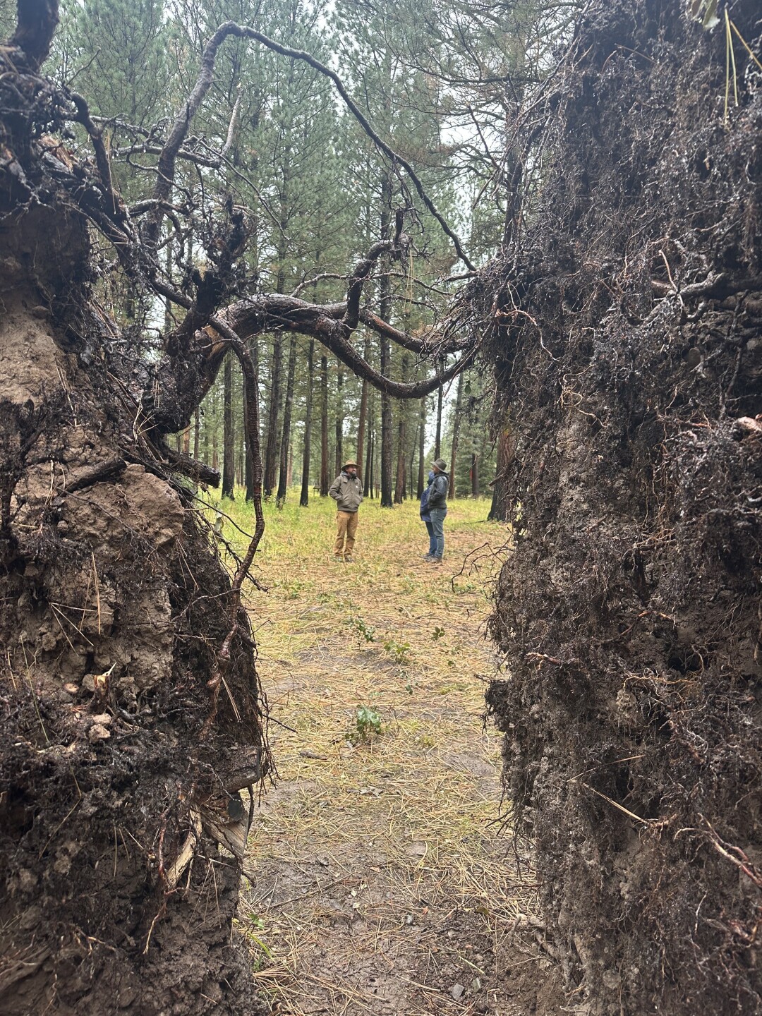 Sculpture in the Wild 1.jpg