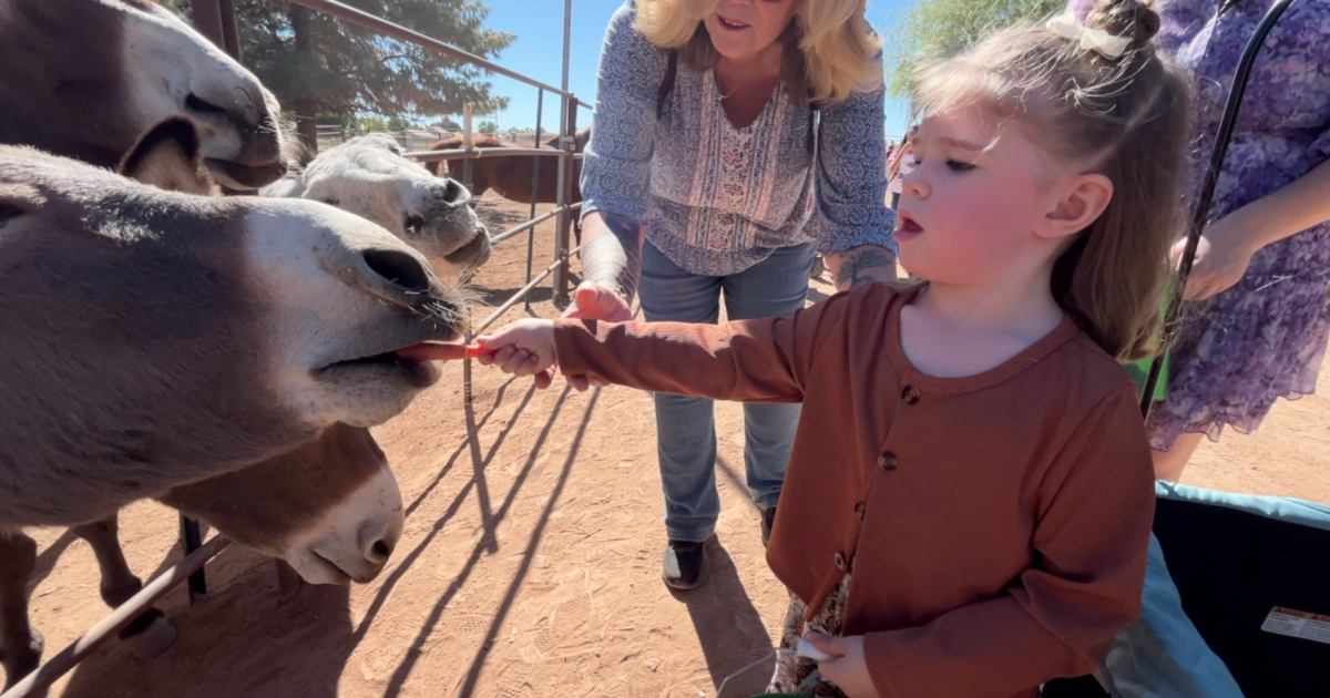 Mother Nature's Farm in downtown Gilbert offers fall festival fun through Halloween
