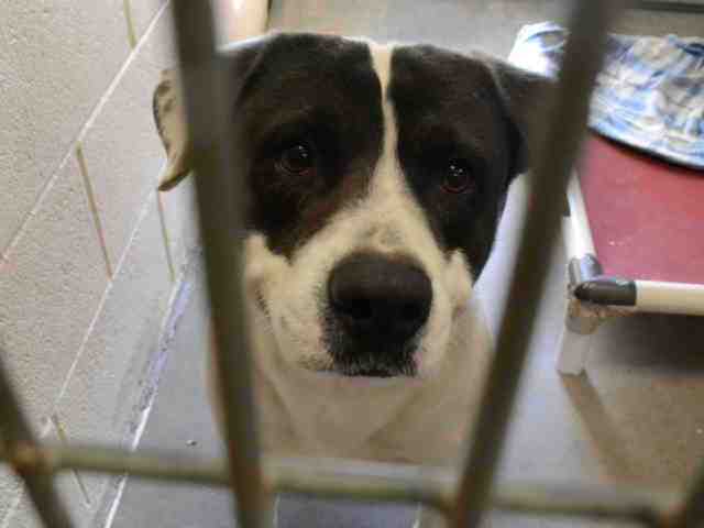 Adoptable pets from Arizona Humane Society and Maricopa ...