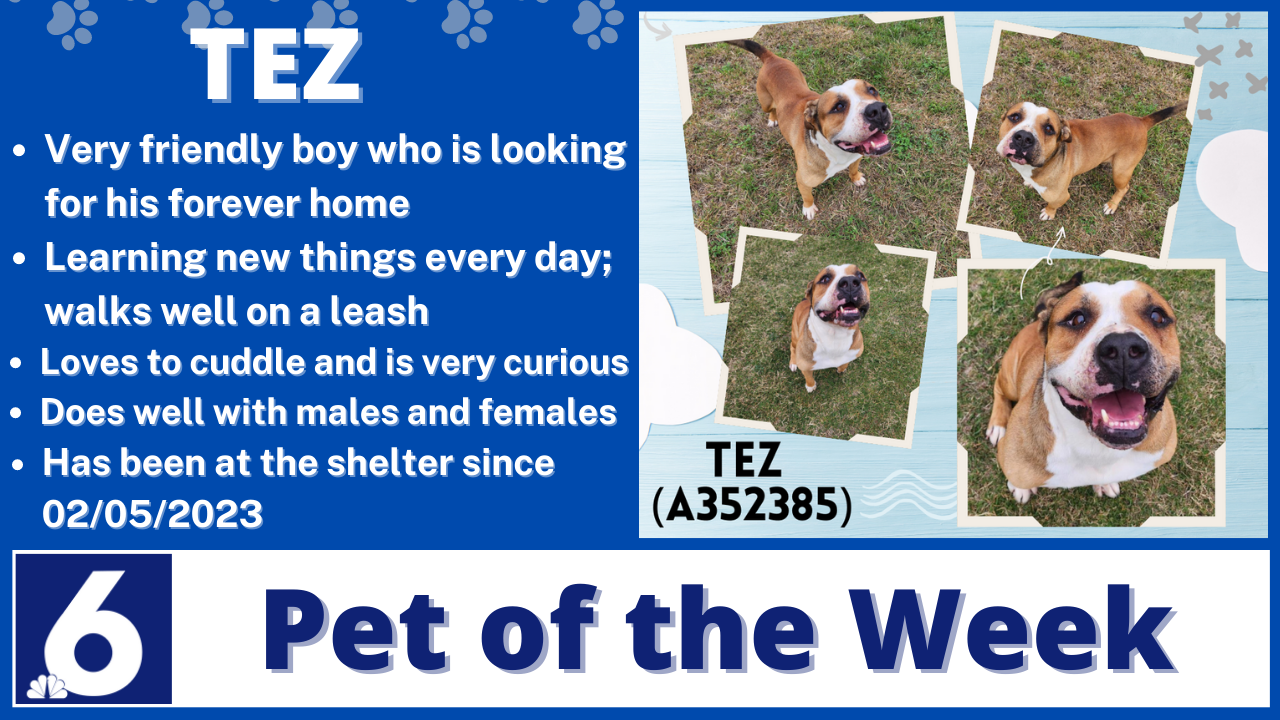 Pet Of the Week: Tez 