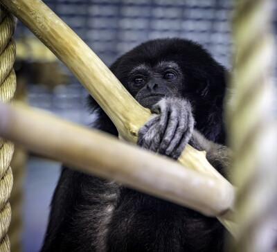 Robin, The White-Handed Gibbon