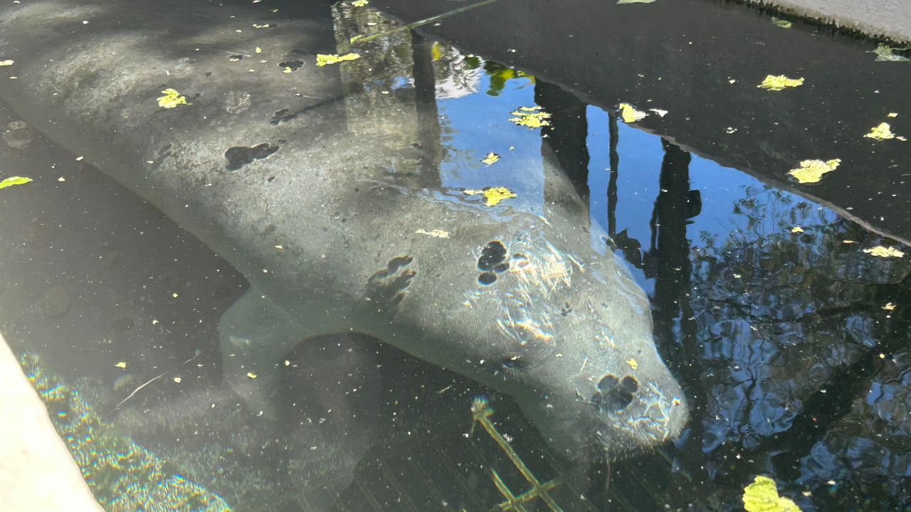 manatee rescue 1.png