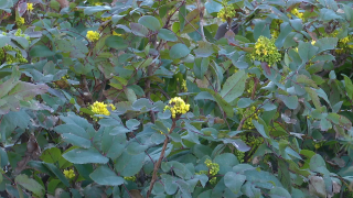 Provo, Ogden, Salt Lake City among 'Allergy Capitals' in the nation, study says