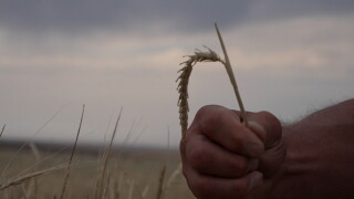 Natural barley