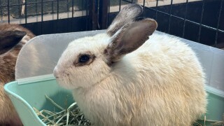 Two dozen rabbits discovered abandoned at county park in Plant City
