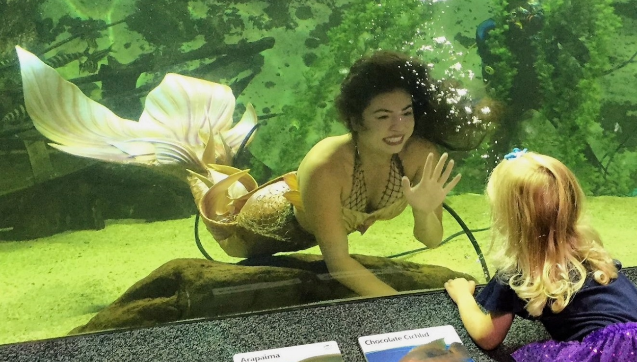 Mermaid Makes a Friend at Newport Aquarium.png
