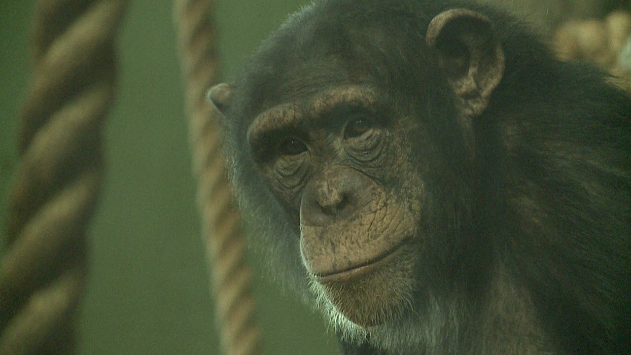 John Ball Zoo Zuhura.png
