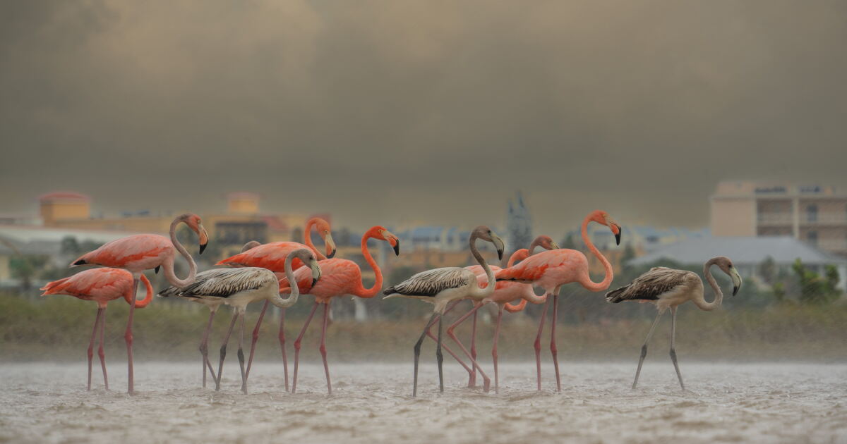 Flamingos spotted on various Florida beaches after Hurricane Idalia - Vimarsana News
