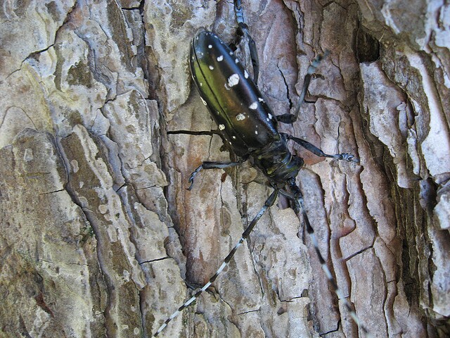 Asian longhorned beetle found in East Fork Wildlife Area in Clermont County