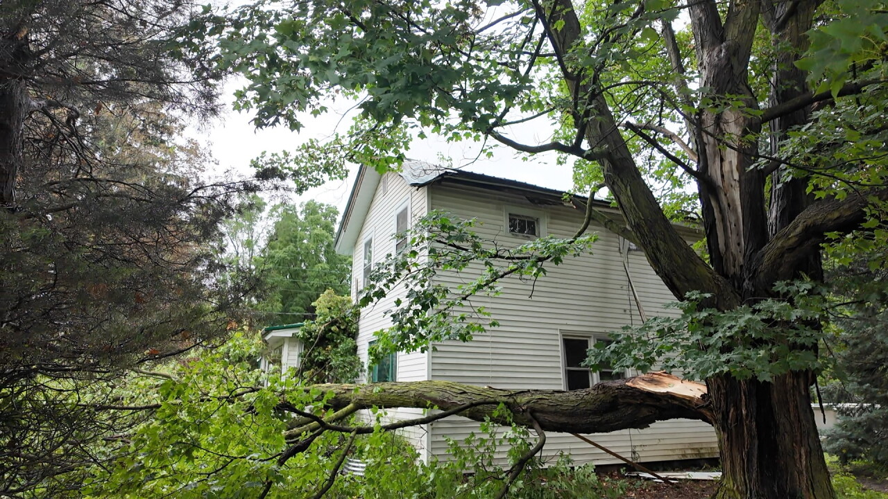 SPLIT TREE.jpg