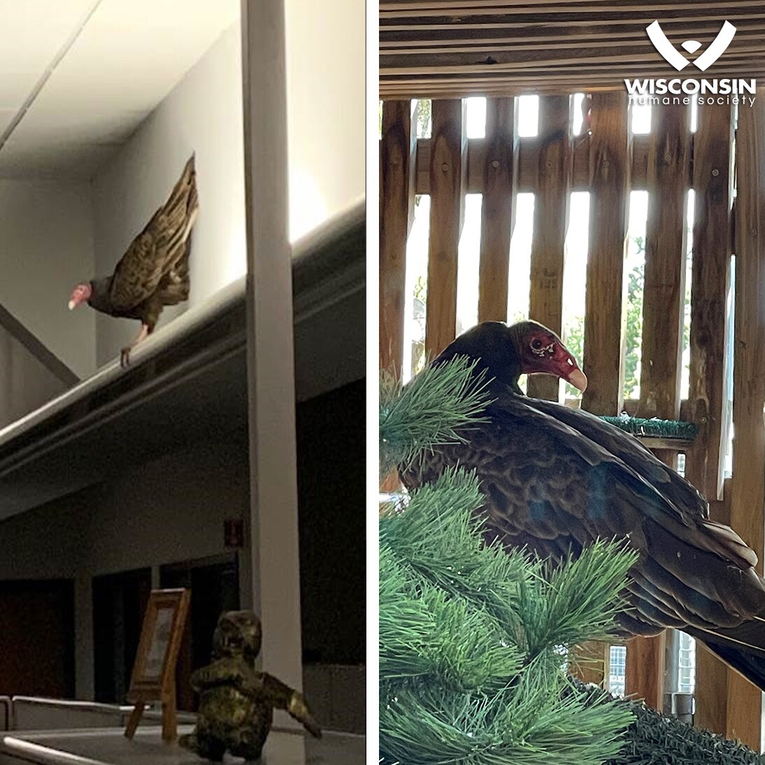 Turkey Vulture FB.jpg