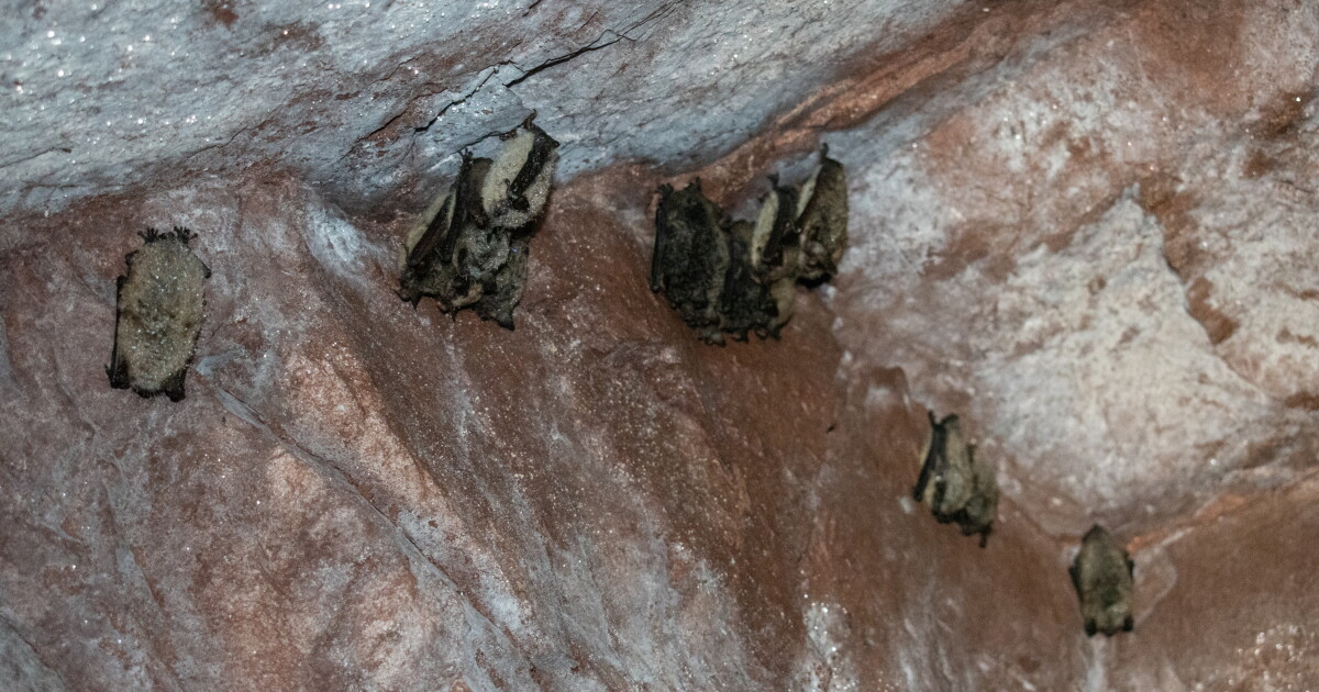 It's Bat Week in Michigan: Here's how to protect the important creatures - Vimarsana News