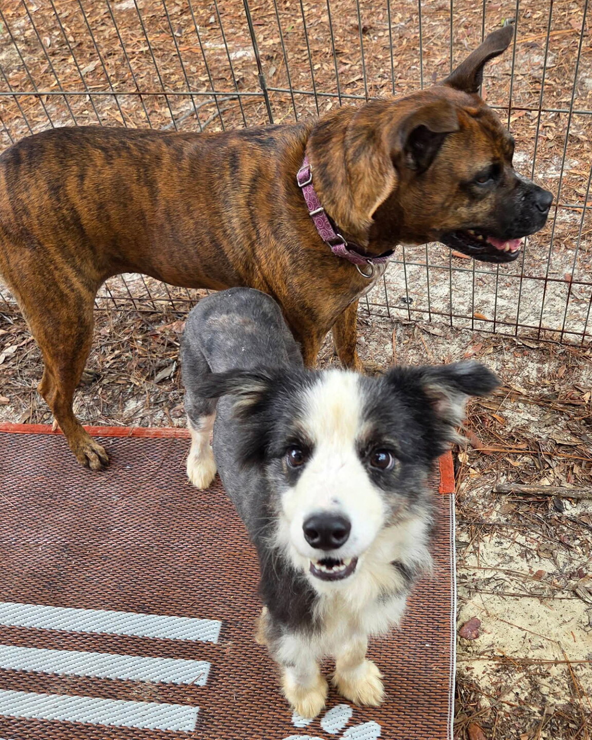 Border Collie 2 Humane Society of the Treasure Coast.jpg
