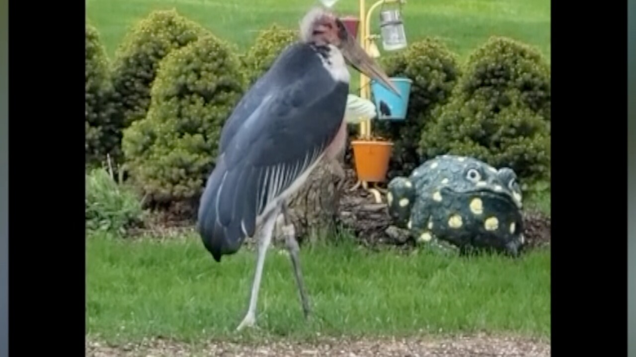 marabou stork 1.jpg